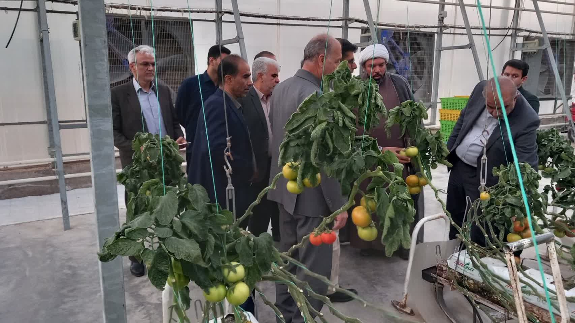 بازدید اعضای کمیسیون کشاورزی مجلس از مجموعه گلخانه‌ای زرین کشت پایدار زرندیه