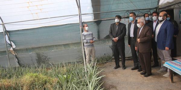 رئیس کمیته امداد امام خمینی(ره) کشور از یک واحد گلخانه در شهرستان خمین بازدید کرد