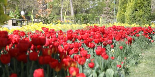 تصاویری بسیار زیبا از جشنواره جذاب و دیدنی گل های لاله در باغ گل های شهرداری اراک